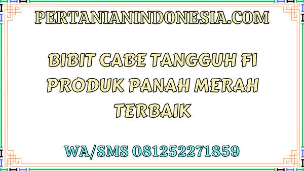 Bibit Cabe Tangguh F1 Produk Panah Merah Terbaik